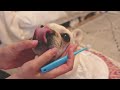 【フレブル密着】タラちゃんのナイトルーティン〜フレンチブルドッグと暮らす夫婦〜 french bulldog night routine