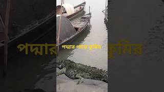 পদ্মার পাড়ে কুমির #animals #pets #youtubeshorts #crocodile #river #padma #shorts #short