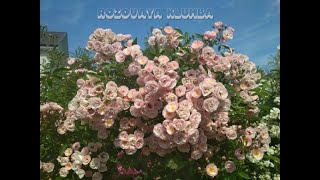 spring pruning of musk roses (Heavenly Pink)