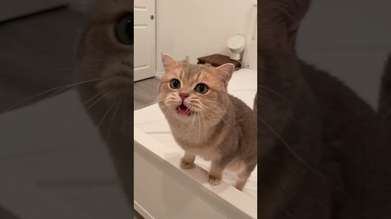 Just an ordinary genius of meowing😺