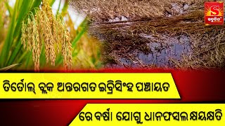 Odia Jagata sahnapuruNews || ଇବ୍ରିସିଂହ ପଞ୍ଚାୟତ ରେ ବର୍ଷା ଯୋଗୁ ଧାନଫସଲ କ୍ଷୟକ୍ଷତି|| Sabudina Tv