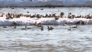 「カモの大群飛来」Duck's large crowd