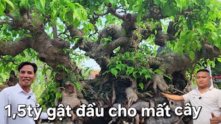 Cây này em tâm đắc lắm !.. 1,5tỷ em chưa bán