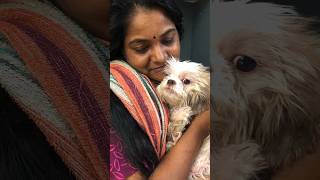 അവൻ തിരിച്ചു വരും😊 #dog #viral #rescuedog #kerala #ytshorts #shihtzu #trending