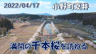 満開の「夏井千本桜」を訪ねる