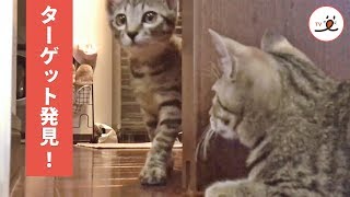 待ち伏せ中♡ 陰からドッキリを仕掛ける子ネコ😼【PECO TV】