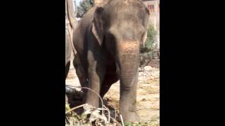 Elephant of dal baba bidi chand chinna ji sur sing