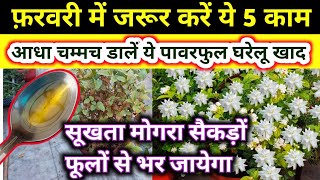 MOGRA PLANT CARE.मोगरा की देखभाल. Mogra plant growing tips.mogra.Best fertilizer for mogra.मोगरा.