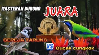 MATERI JUARA‼️MASTERAN GEREJA TARUNG VS CUCAK CUNGKOK AMPUH BIKIN LAWAN KENA MENTAL