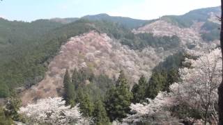 吉野桜