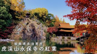 【紅葉と国宝】虎渓山永保寺 永保寺庭園の紅葉を満喫【岐阜県多治見市】