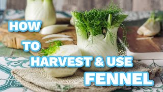 How To Harvest And Use Fennel