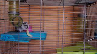 Hamster Escapes from the Prison Maze for Pets in real life 🐹 in Hamster stories Part 4