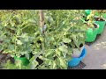 घर पर गमले में अपना पहला पौधा उगाएं grow your first plant in a pot at home home gardening