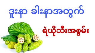 ဒူးနာ ခါးနာအတွက် ရဲယိုသီးအစွမ်း