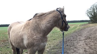 また何かが見えている弟フィヨルドホース　🐴👀👩🏻🤔