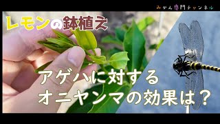 【７月上旬】⑮ゼロから始めるレモンの鉢植え／アゲハが去年より少ない気はする