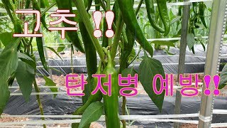 귀산촌 9년차  고추 탄저병 예방하기!!