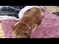 柴犬小春　【ライブ】グーパンチで殴り合うおじいちゃん＆神戸市から依頼を受けて野良猫に餌をあげていると言い張るおばさん