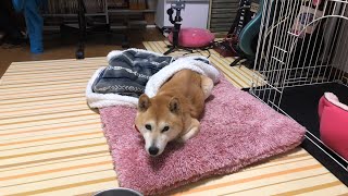 柴犬小春　【ライブ】グーパンチで殴り合うおじいちゃん＆神戸市から依頼を受けて野良猫に餌をあげていると言い張るおばさん