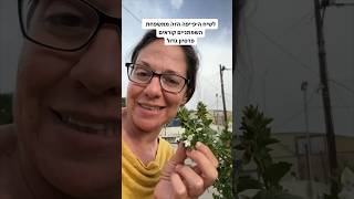 טעמתם פעם עלה בטעם פטריות עם פטרוזיליה? (פרסיון גדול)