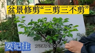 LIVE-“三剪三不剪”在盆景修剪中应用，必须要掌握