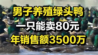 男子养殖绿头鸭，一只能卖80元，年销售额达3500万元！