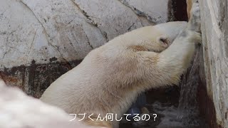 かけっこかけっこ♪運動会？全速で走るフブくん♪　　　　　　　　　　　　　　　　　　　　　　　＃東山動植物園＃フブキ＃ホッキョクグマ