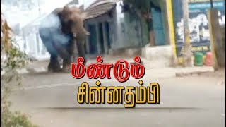 மீண்டும் ஊருக்குள் வந்த 'சின்ன தம்பி'‌ | #Elephant #Chinnathambi #ChinnathambiElephant