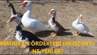 Amerikan Ördekleri (Muscovy) Ne Yerler?