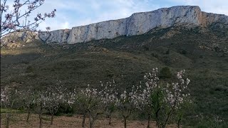 L.M   viva el campo un beso al cielo  con flor de almendro 🌸😘☺🙏🌸