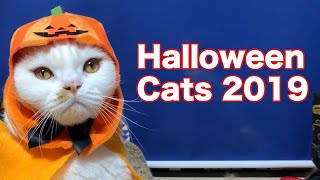 Halloween Cats 2019 ハロウィンの猫たち【マンチカンズ 】