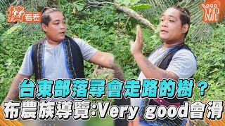 台東部落尋會走路的樹？ 布農族導覽：Very good會滑｜TVBS新聞