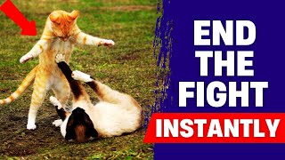 How to Stop Cats from Fighting Each Other