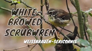 White-browed Scrubwren (Sericornis frontalis) / Weißbrauen-Sericornis [2]