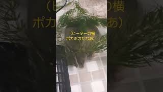 スッポン飼育✨ヒーターの横で暖をとる