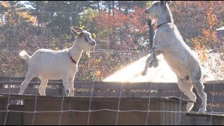 そこは絶景！3匹のトカラヤギがごはんを食べる「餌場」に順番に向かいます