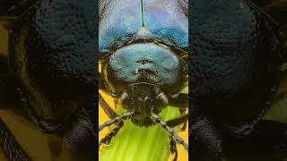 Insect Macro Photography (Full Video On My Channel)