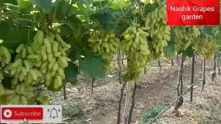 👆🍇SSN new verity Grapes garden plot🔥##shorts