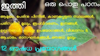 ഇത്തി | ഇന്ദ്രി | ഇറവി | സുനി | dye fig | humped fig | Ficus tinctoria |  Ficus gibbosa | കാളിയത്തി