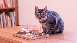 猫に餌トレーを作る。 diy craft food tray for cats