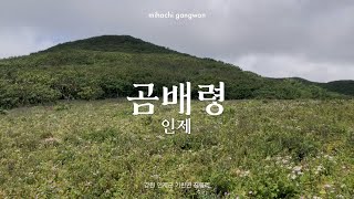 인제 야생화 가득한 언덕 #점봉산 #곰배령 | 미하치 강원