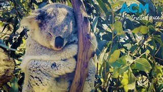 Is Aussie icon the koala next on the extinction list?