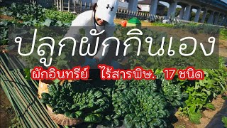 “ปลูกผักกินเอง” พาชมสวนผักอินทรีย์เล็กๆกับผักหลากหลาย 17 ชนิด