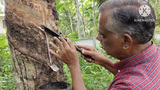 കമഴ്ത്തിവെട്ട് എങ്ങനെയാണ് ചെയ്യേണ്ടത്