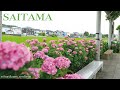 Hydrangea (Ajisai) of Tamashi Shrine in Kazo Saitama -Japan walk video | #4k#hydrangea#explorejapan