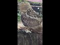 eurasian eagle owl シベリアワシミミズク