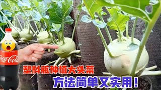 塑料瓶用来种植大头菜，初学者也能快速学会，你确定不试试吗？