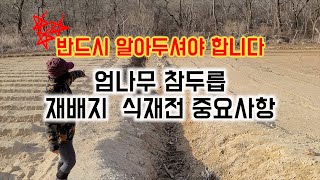 엄나무 참두릅 재배지 식재전에 관리해야 하는 것들 // 엄나무 참두릅 재배지 조성이 처음이시라면 꼭 필수시청해주세요