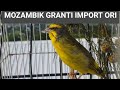Mozambik Granti Import Gacor ‼️ Burung Mozambik Granti #finch #shorts #birds #kenari